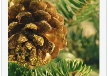 El equipo de AVEP les desea ¡Felices Fiestas!